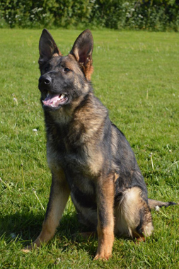 Elite Protection Dog Cyrius (vom Valborg)