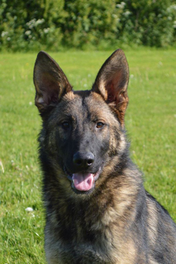 Elite Protection Dog Cyrius (vom Valborg)