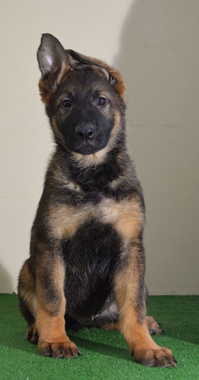 Elite Protection Dog Cyrius (vom Valborg)