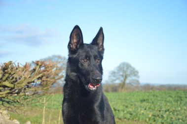 HTE level Protection Dog IKE 