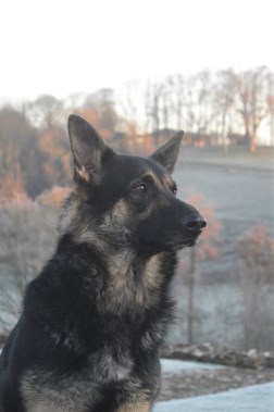 Elite Protection Dog Kyra