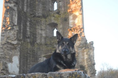 Elite Protection Dog Kyra