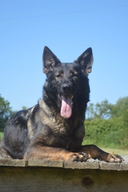 Elite Protection Dog Havanah