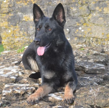 Elite Protection Dog Mo