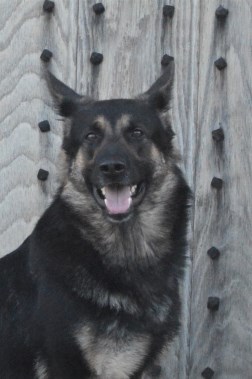 Elite Protection Dog Kyra