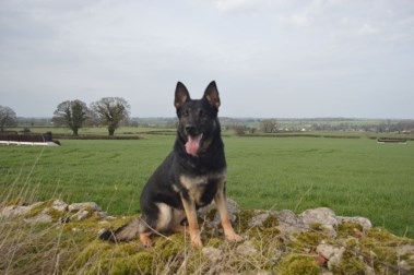 Elite Protection Dog Sylvie