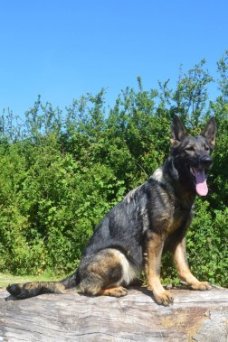 Elite Protection Dog Anouke