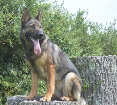 Elite Protection Dog Asra