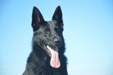 Elite Protection Dog Xania