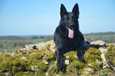 Elite Protection Dog Xania