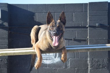 Elite Protection Dog Buxy