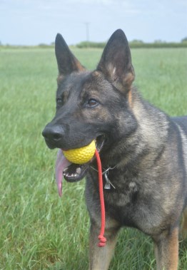 Elite Protection Dog Flash