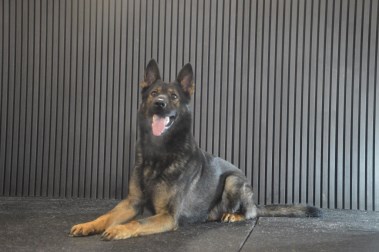 Elite Protection Dog Tristan
