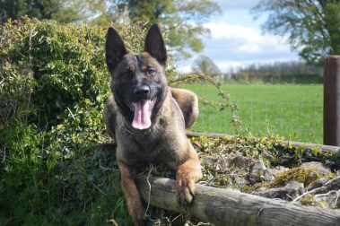 Elite Protection Dog Buxy