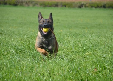 Elite Protection Dog Buxy