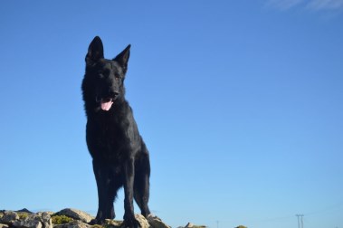 HTE level Protection Dog IKE 