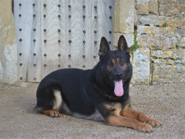 Elite Protection Dog Ennox