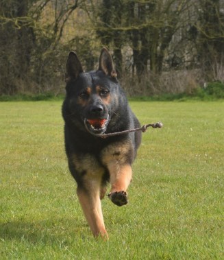 Elite Protection Dog Ennox