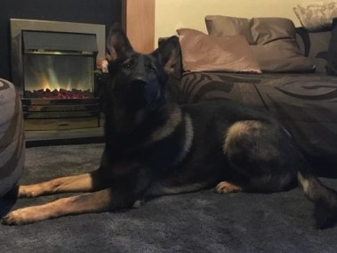 Elite Protection Dog Jack home test