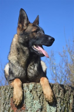 Elite Protection Dog Vicky