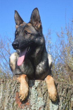 Elite Protection Dog Vicky