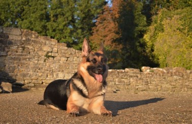 Elite Protection Dog Ellis