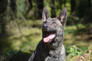Elite Protection Dog Zizi