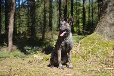 Elite Protection Dog Zizi