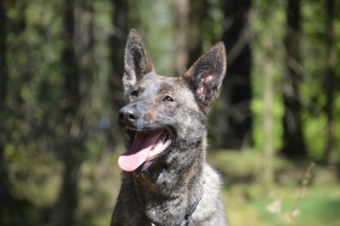 Elite Protection Dog Zizi