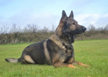 Elite Protection Dog Flash