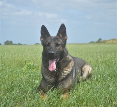 Elite Protection Dog Flash