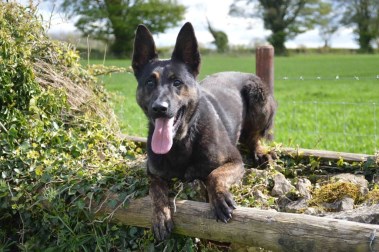 Elite Protection Dog Zek