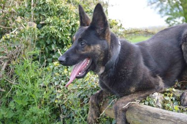 Elite Protection Dog Zek