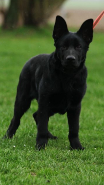 Elite Protection Dog Arno Pup image