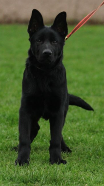 Elite Protection Dog Arno Pup image