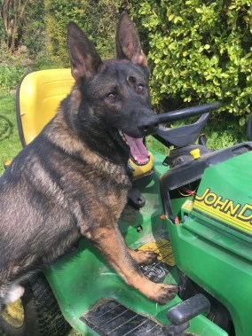 Elite Protection Dog Voldy helping in the garden