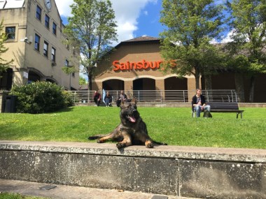 Elite Protection Dog Voldy on a town walk