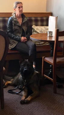 Elite Protection Dog Voldy at the local coffee shop