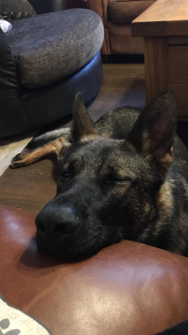 Elite Protection Dog Voldy relaxing after a long day