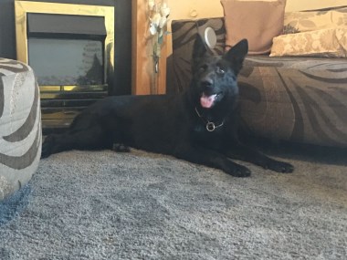 Elite Protection Dog Julie relaxing on home test 
