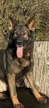 Elite Protection Dog Jack