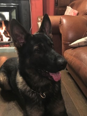 Elite Protection Dog Jack home test