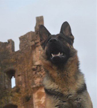 Elite Protection Dog Kujo