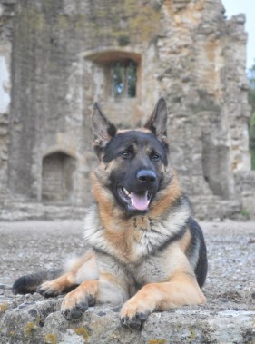 Elite Protection Dog Kujo