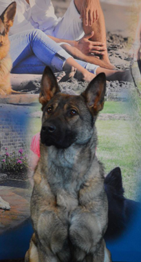 Elite Protection Dog Kizzy