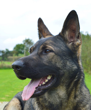 Elite Protection Dog Kizzy