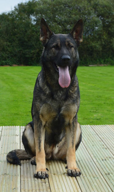 Elite Protection Dog Kizzy