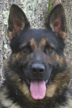 Elite Protection Dog Knox