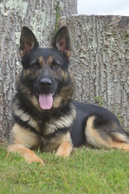 Elite Protection Dog Knox