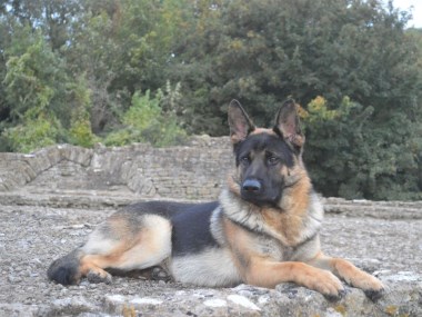 Elite Protection Dog Kujo